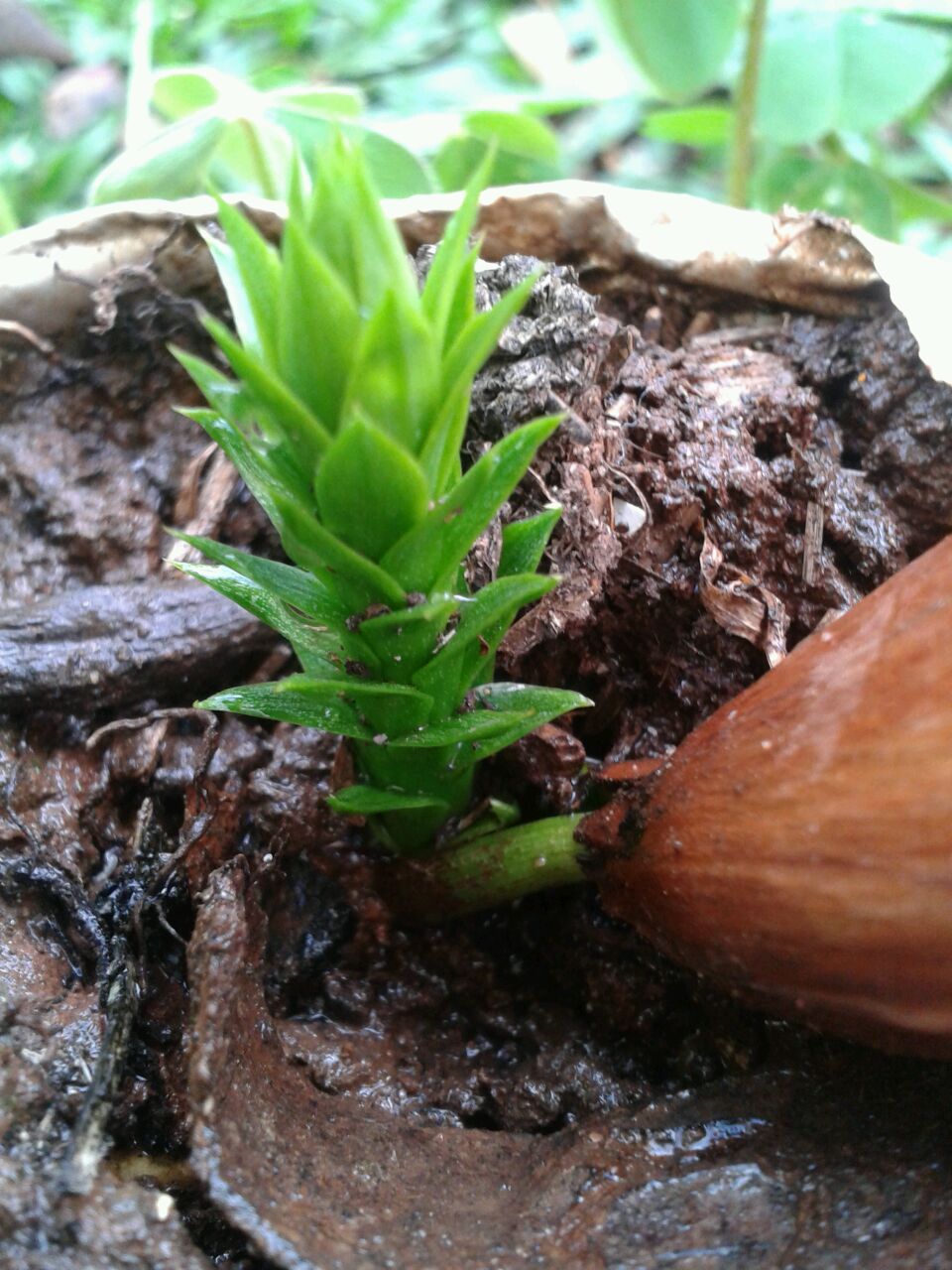Pinheiro-brasileiro (Araucaria angustifolia)
