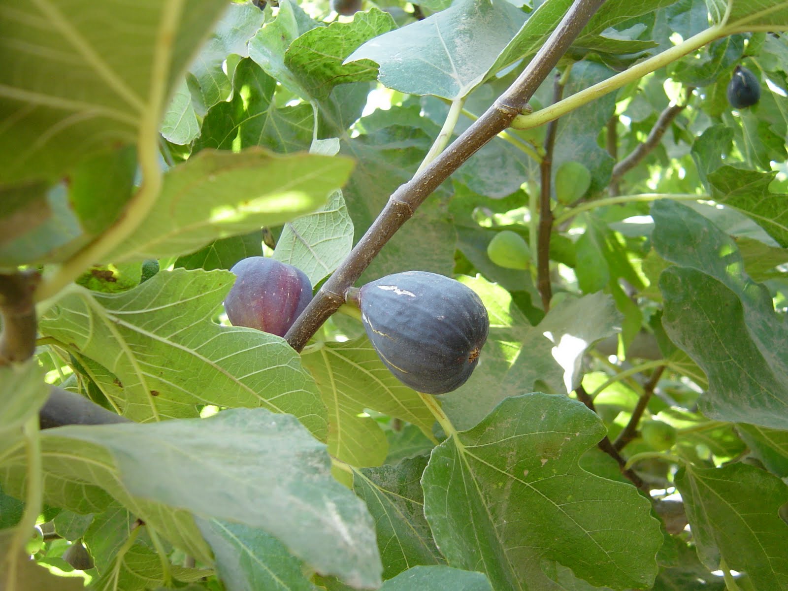 California Figs, 2011