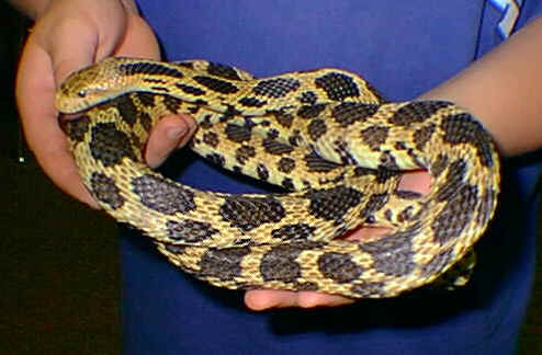 Snakes Eastern Fox Snake