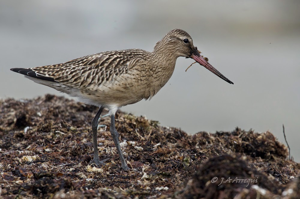 Aguja colipinta, Limosa lapponica, Bar-tailed Godwit Aguja colipinta, Limosa lapponica, Bar-tailed Godwit