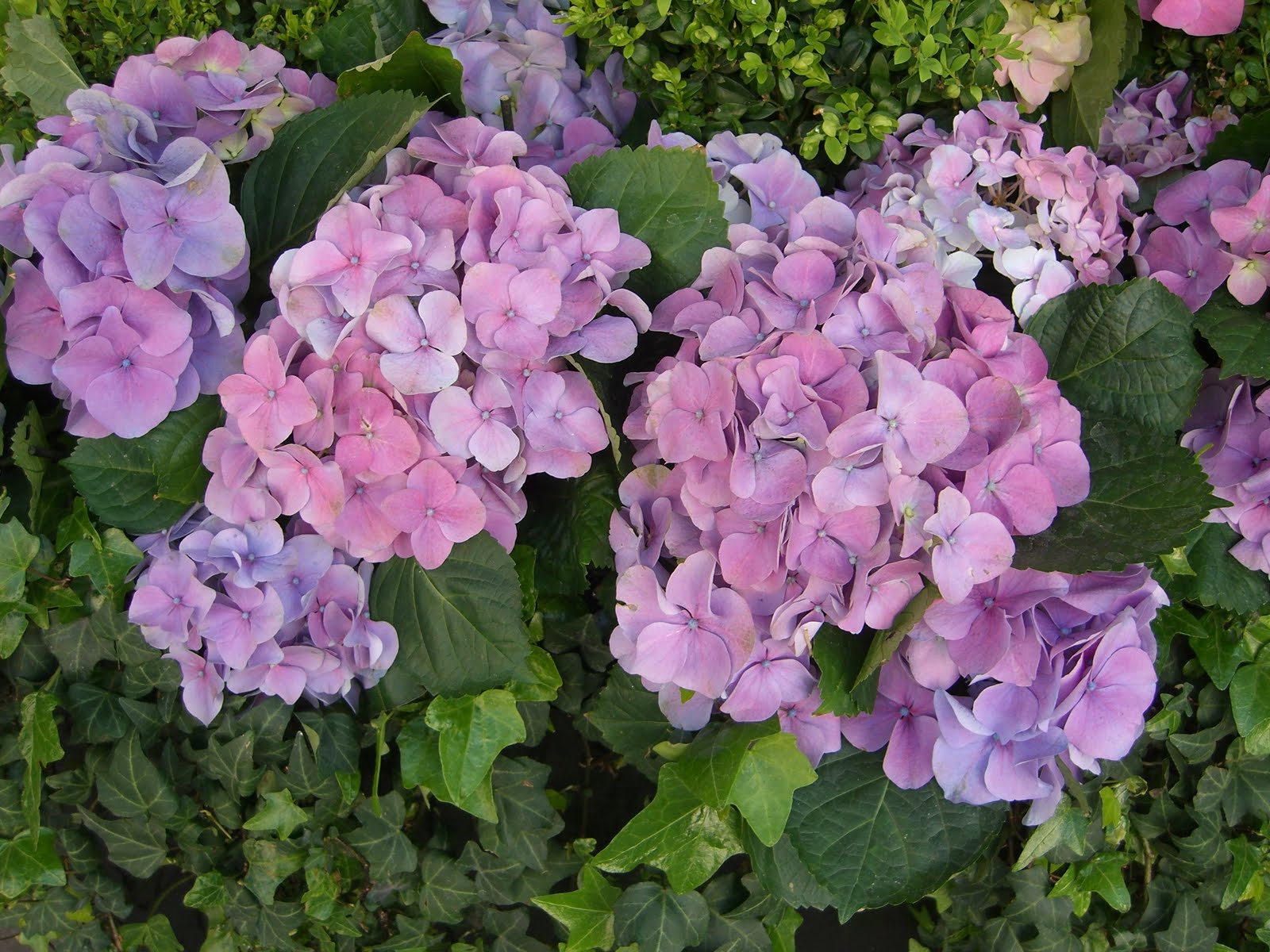 Hydrangea Has Lots Of Flower Buds But They Do Not Bloom