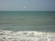 To see more on Florida beaches visit here and here.