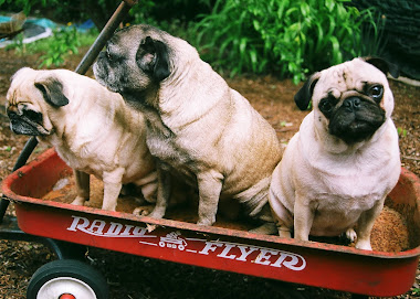 Pugs