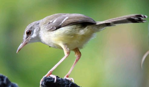 burung cilacap: Agustus 2011