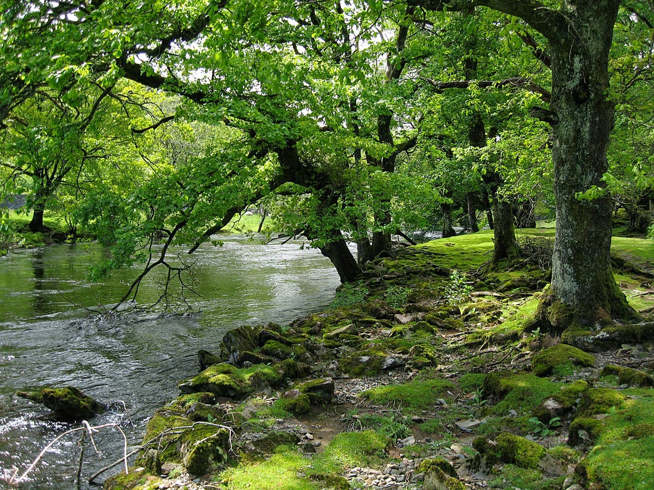 Value of the Environment