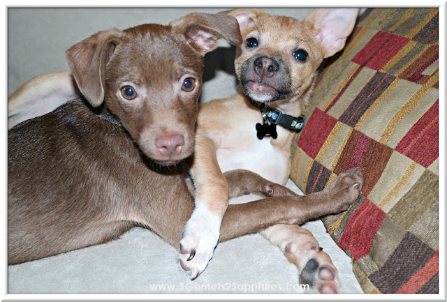 Our two rescued Chihuahua mix puppies  |  www.3Garnets2Sapphires.com