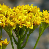 http://wild-flowers-of-europe.blogspot.nl/2014/12/senecio-adonidifolius.html