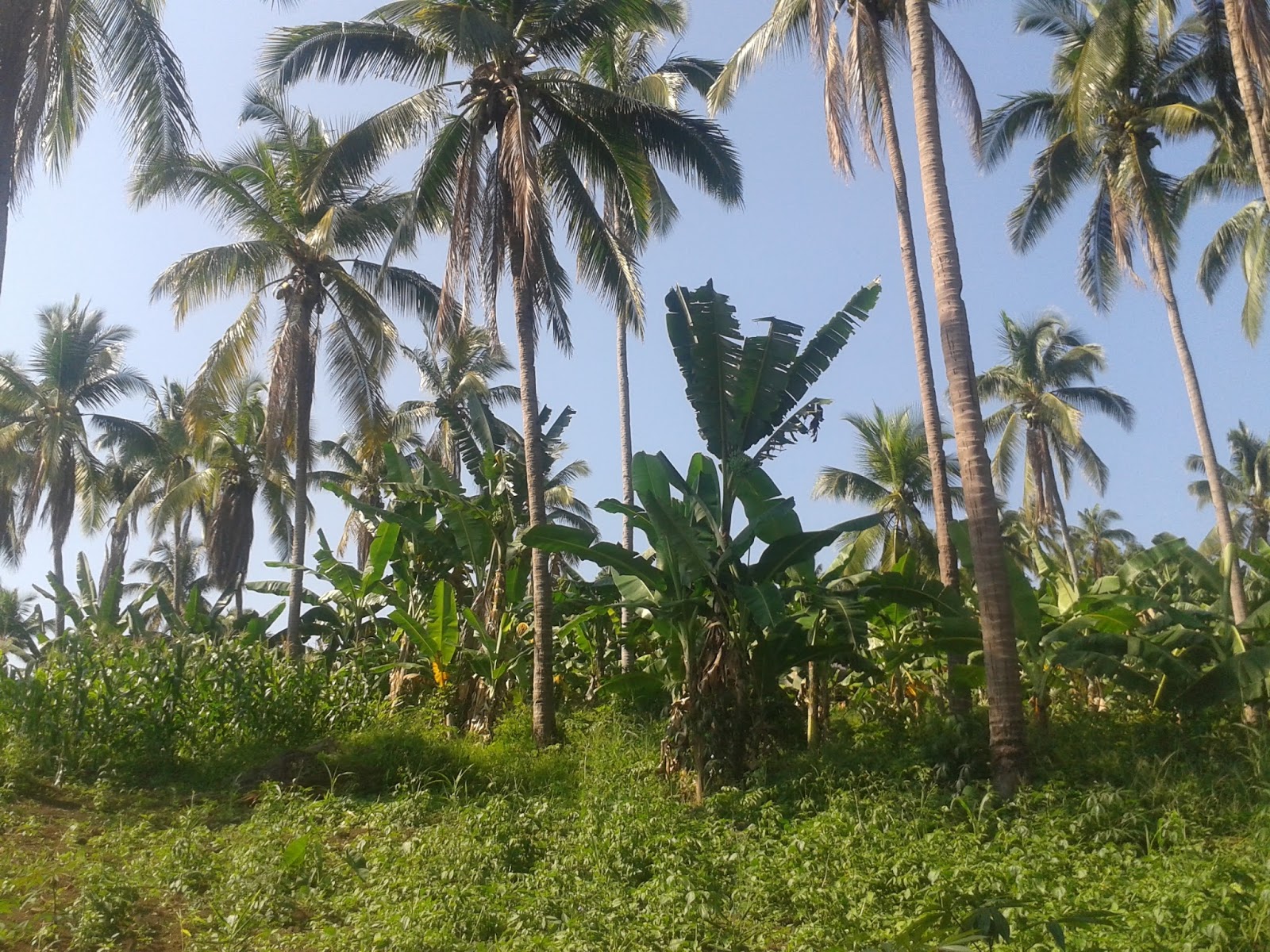 Lot For Sale Balingasag Misamis Oriental, Philippines Life Trend