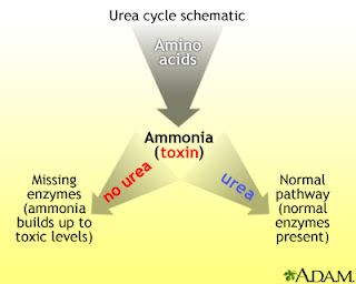 Can A Person Have A Build Up Of Ammonia Can A Person Have A Build Up Of Ammonia
