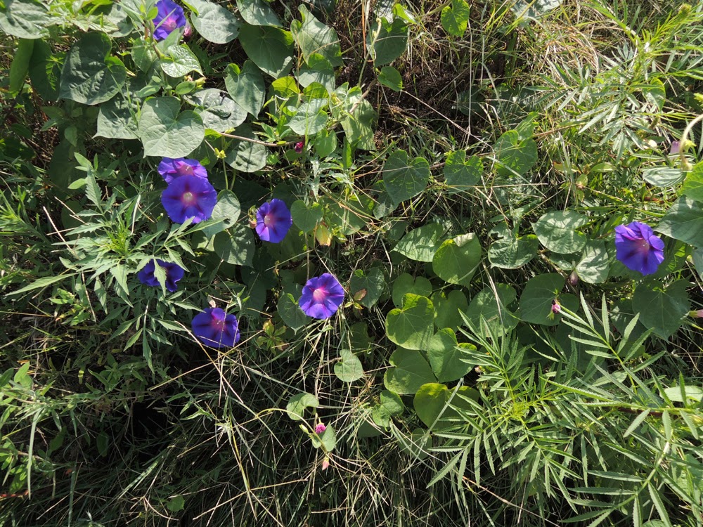 Diversity And Life A View From The Holocene Jeppe Inner City Johannesburg Biodiversity