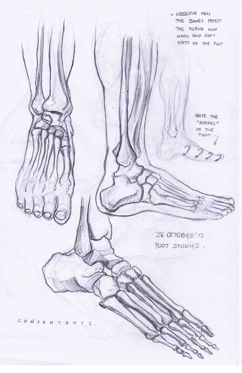 Anatomy+-+0037.jpg