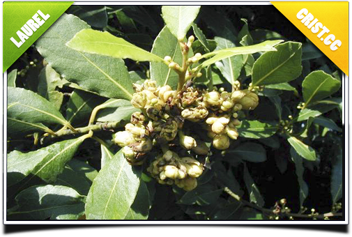 Laurel ~ Plantas en Peligro de Extinción en Zamora Ch Laurel ~ Plantas en Peligro de Extinción en Zamora Ch