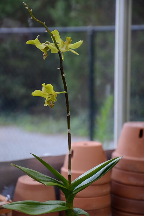 The Orchid Column Where Do I Cut My Dendrobium After It Blooms