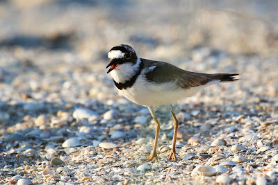 Малый зуек (Charadrius dubius) Little Ringed Plover