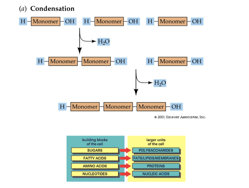 Biology Interactive Notebook Biomolecules (Synthesis of Biomolecules)