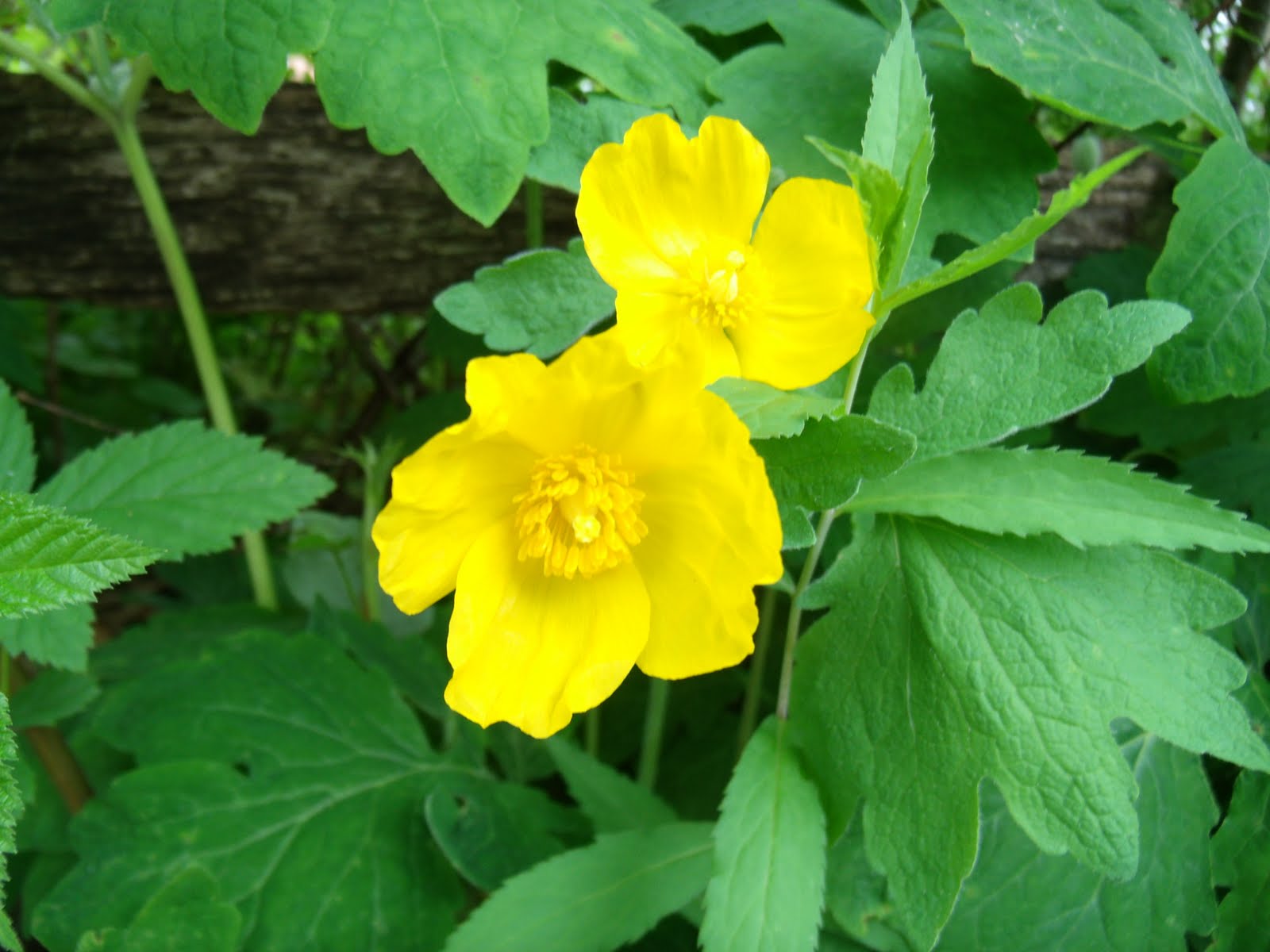 Indy Parks Nature Blog Wood Poppy
