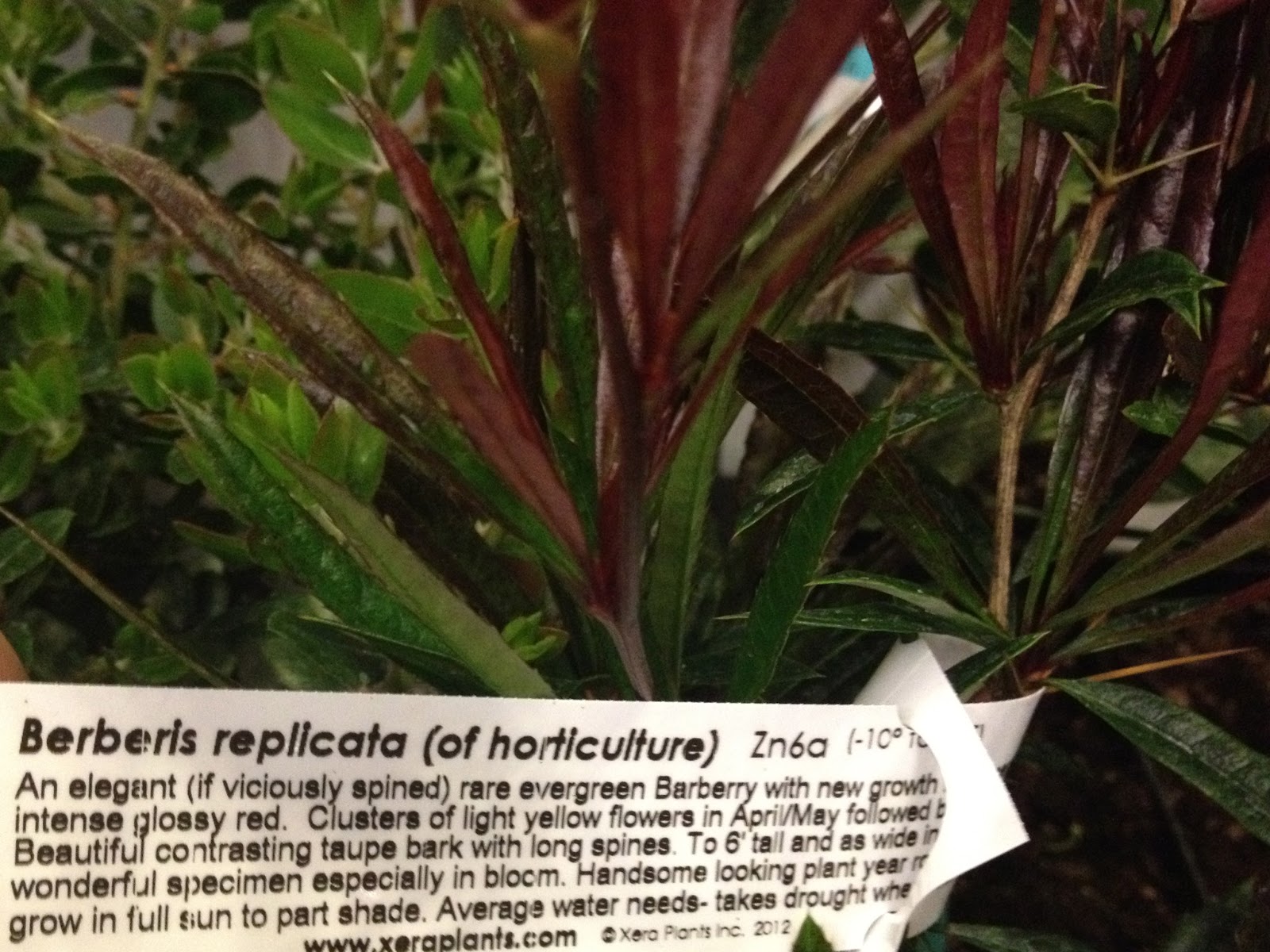 Medicinal Plants Inventory Springerlink