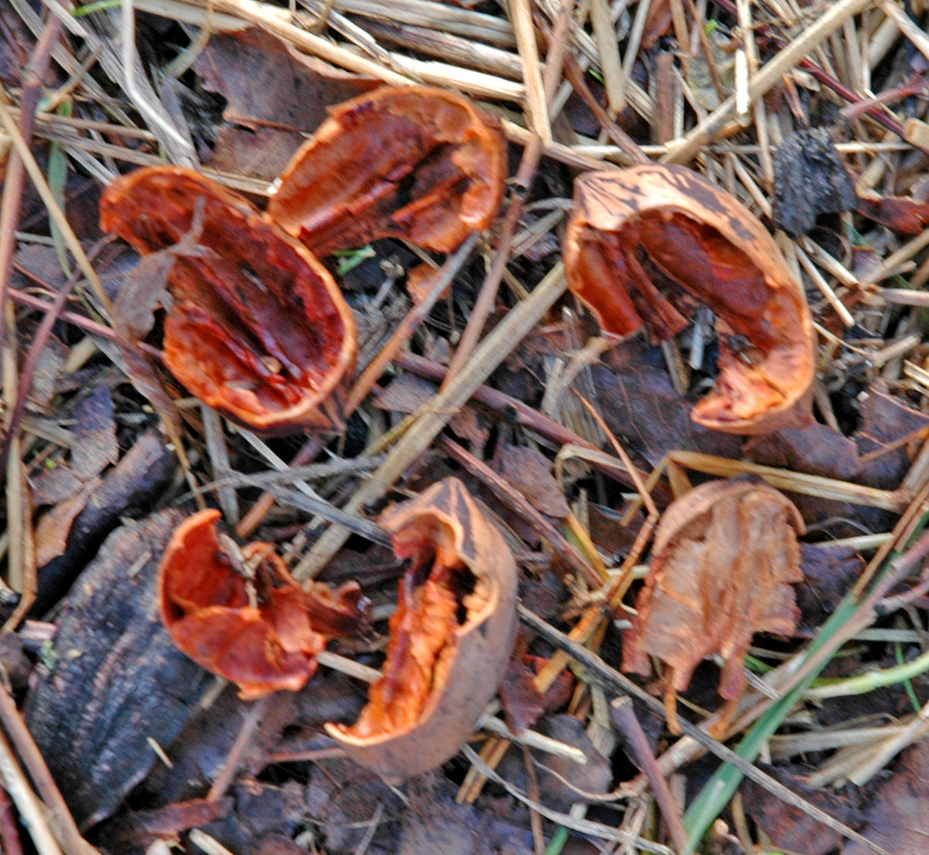 Northern Pecans Crows are a major pecan pest