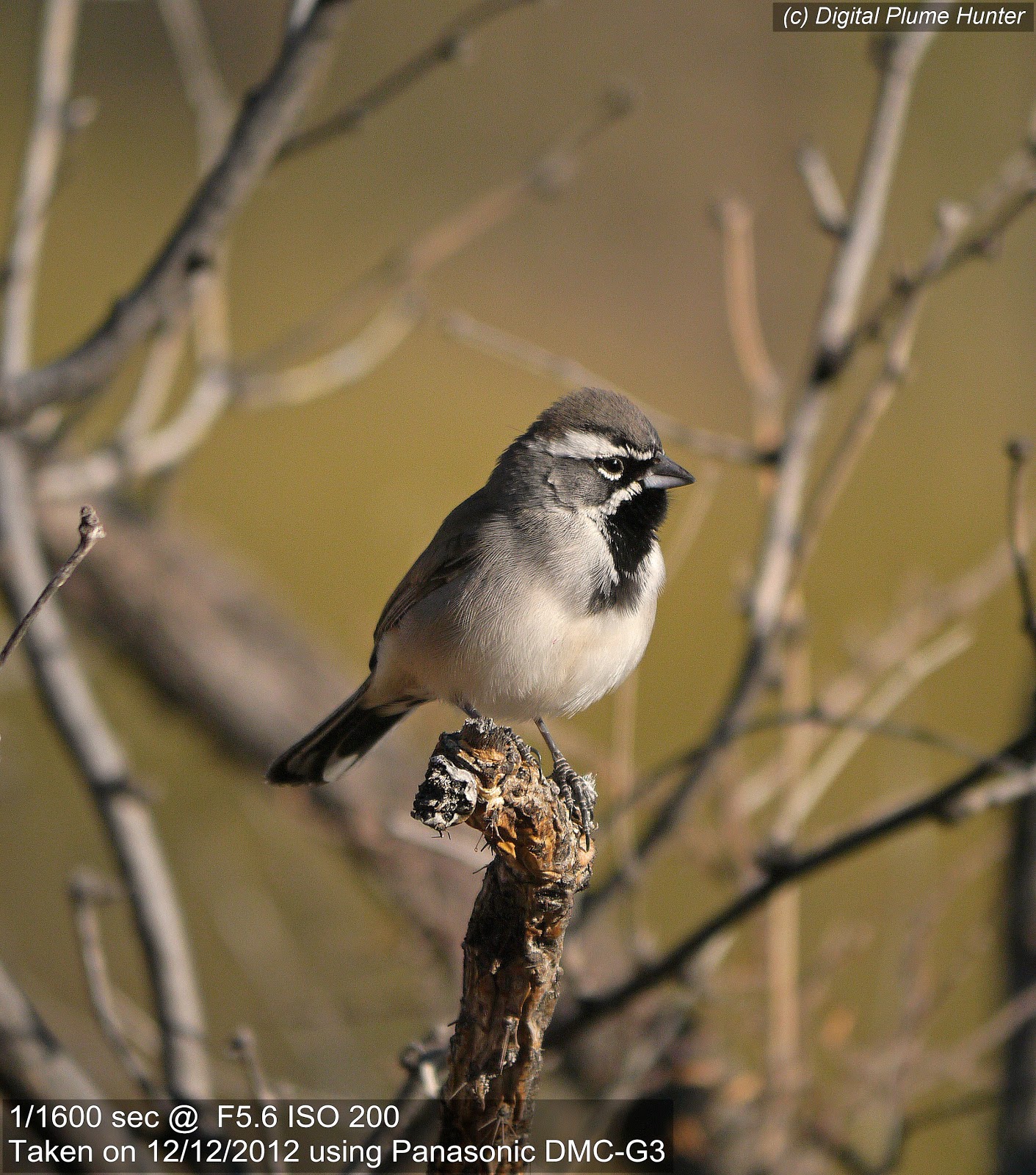 Hunting Digital Plumes in the US and Beyond Sabino Canyon in December