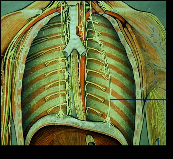 Diaphragm Phrenic Nerve