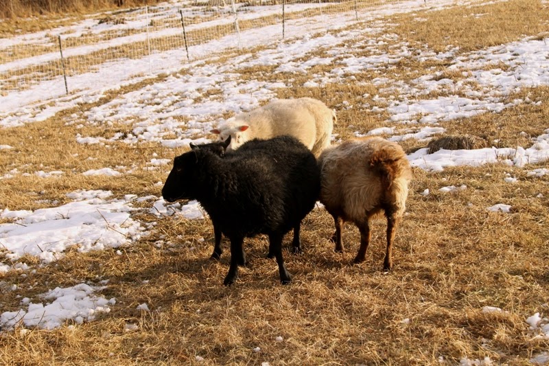 Icelandic ewes checking out a new ram