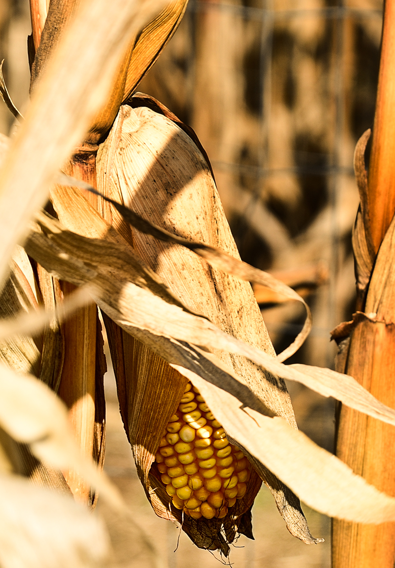 #Corn #Pumpkin #Fall #FoodPhotography #SimiJoisPhotography 