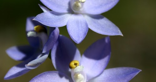 Thaimassage Århus C. kammeratskab Thaimassage Århus C. kammeratskab