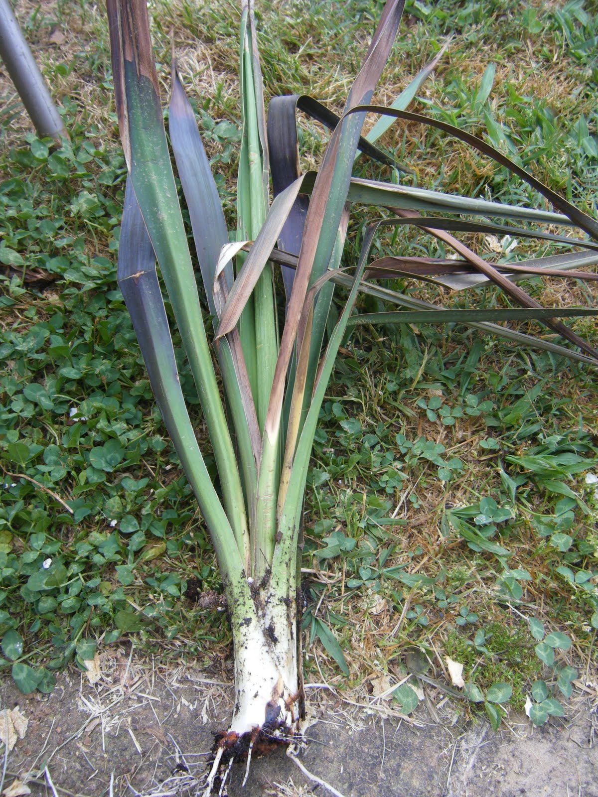 Red Dirt Memories How to Start a New Yucca Plant