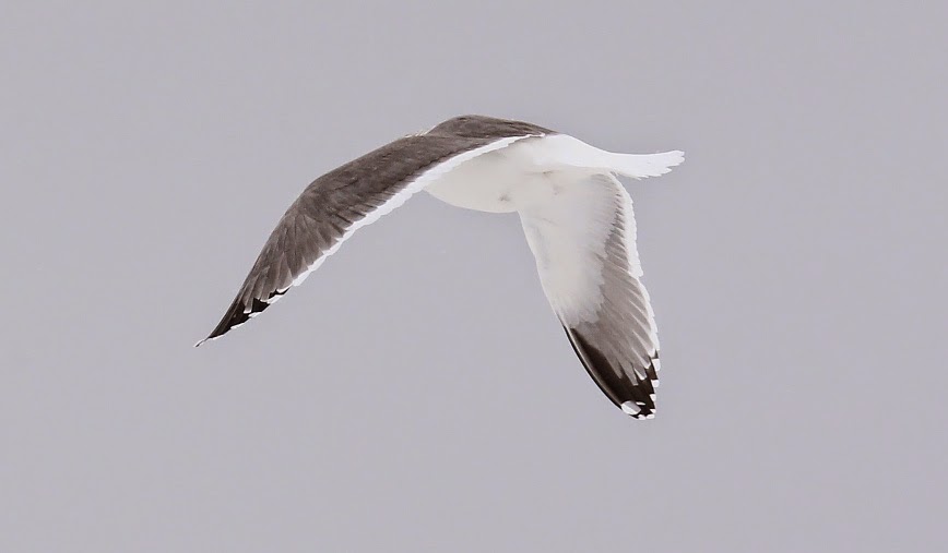 The Bruce Mactavish Newfoundland Birding Blog hybrid Lesser Black