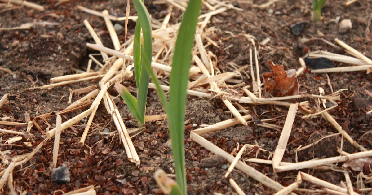 Garden Color Garlic Seedlings Time to Check Them