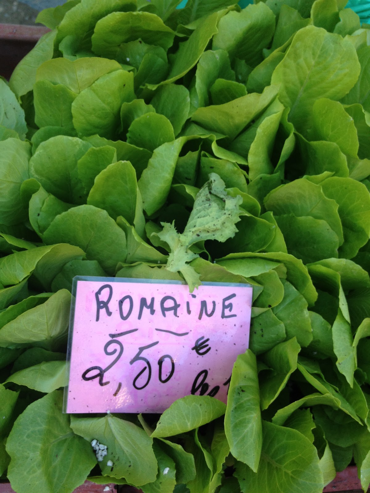 The Warp and the Weft Lettuce en Francaise