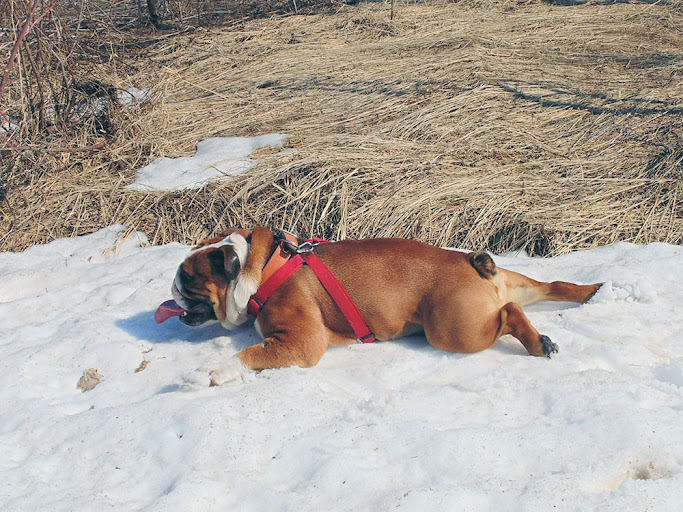 Английский бульдог в жару охлаждается на снегу