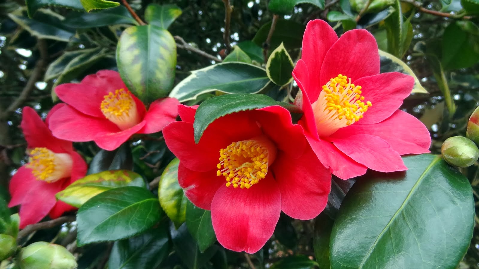 camelia