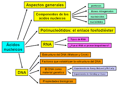 Esteroides anabolicos concepto