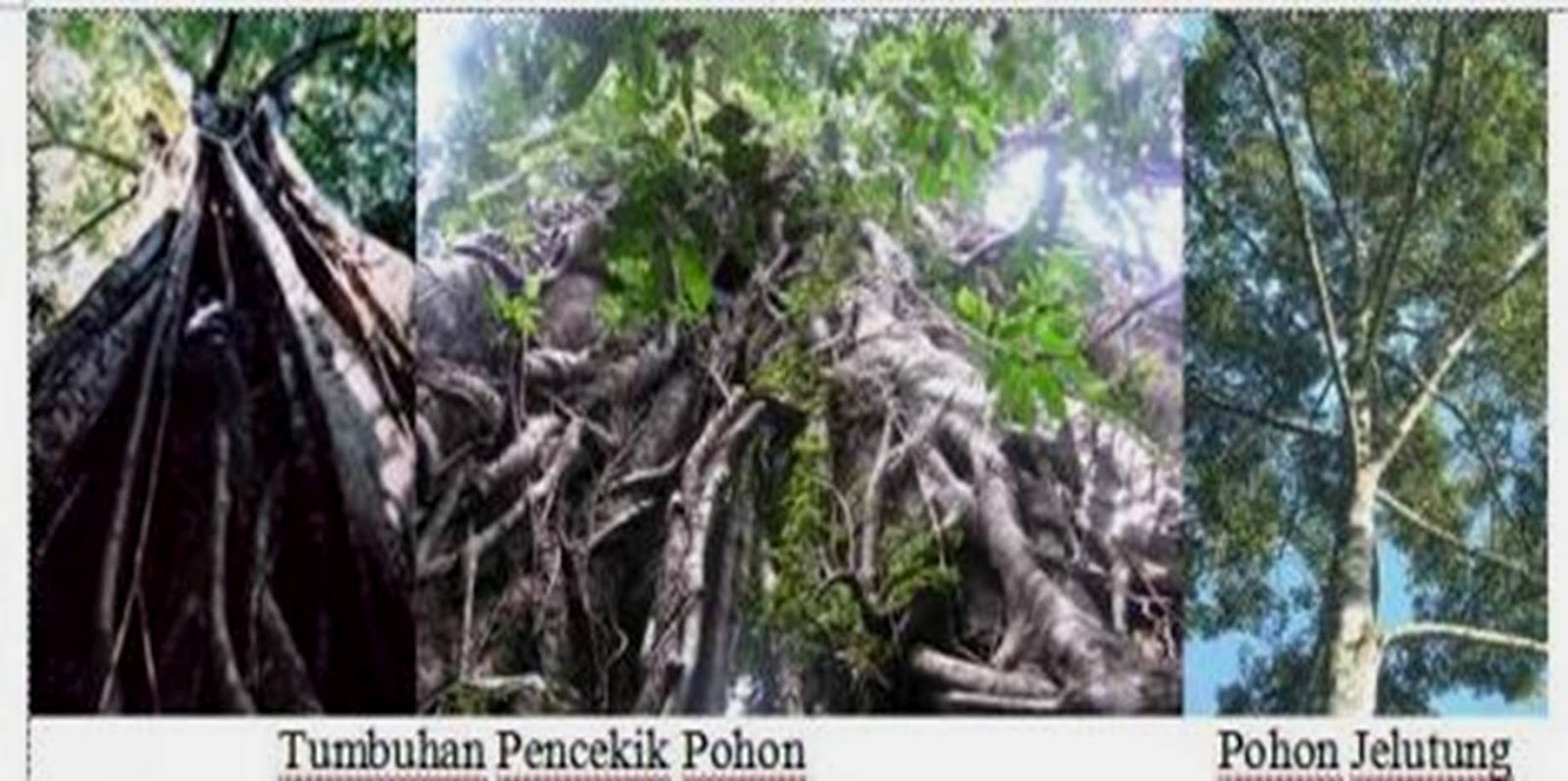 Biologi Lingkungan Hidup BiomaBioma Penyusun Biosfer