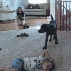 Animals vs kids (40 gifs), animals being jerks gif, dog sitting on little kid's face