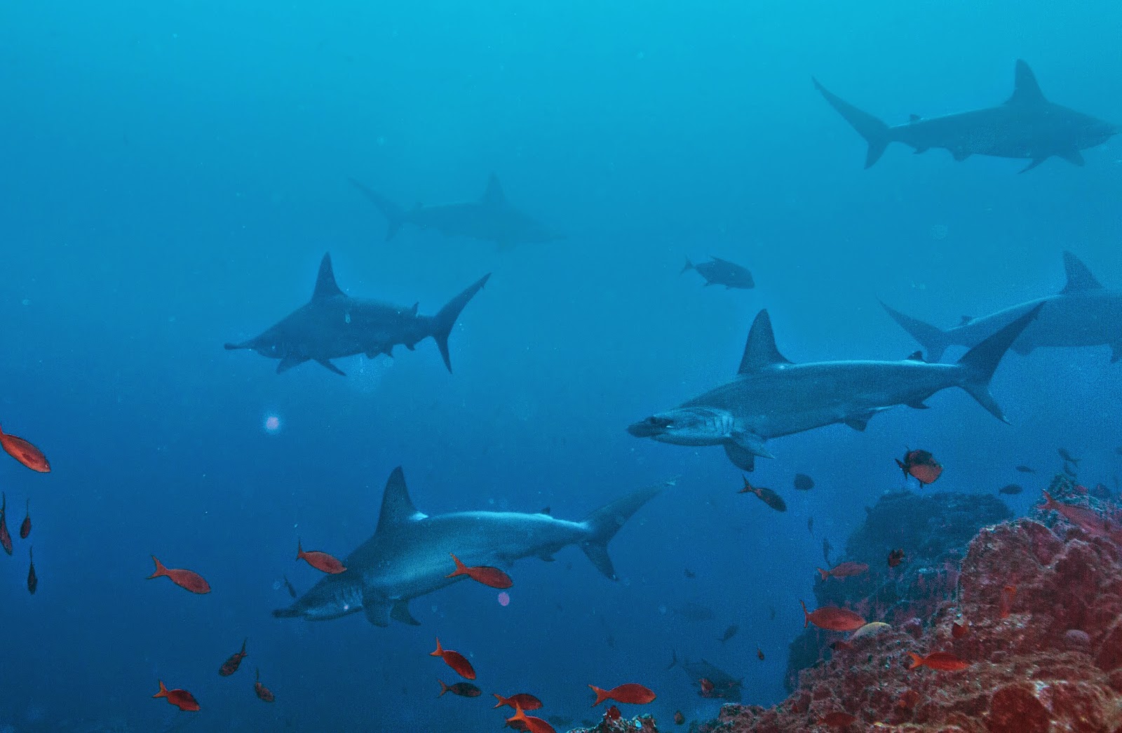 Buceo muerte Alabama hombre s causa controversia Islas Caimán Buceo muerte Alabama hombre s causa controversia Islas Caimán