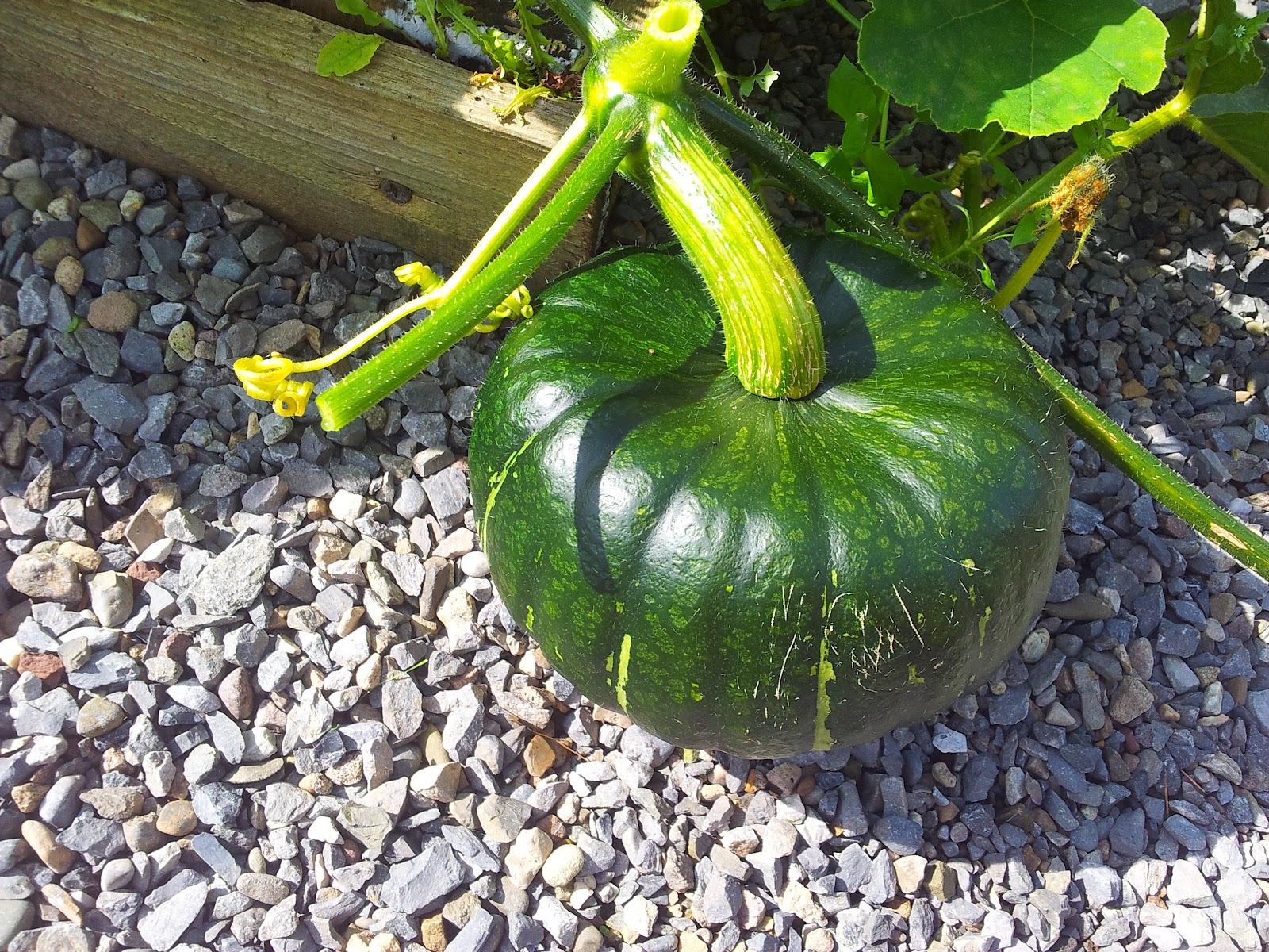 blood sweat and peas To do this weekPumpkin pruning