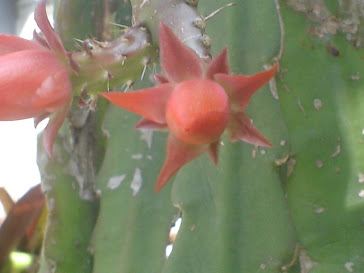 cactusorquidea epiphilum - nelma