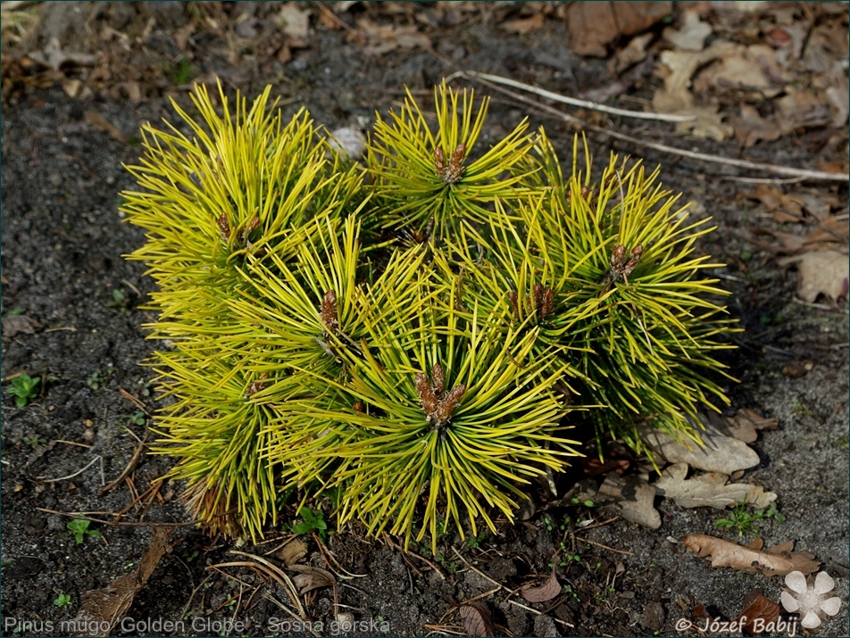 Pinus mugo 'Golden Globe' - Sosna górska 'Golden Globe'
