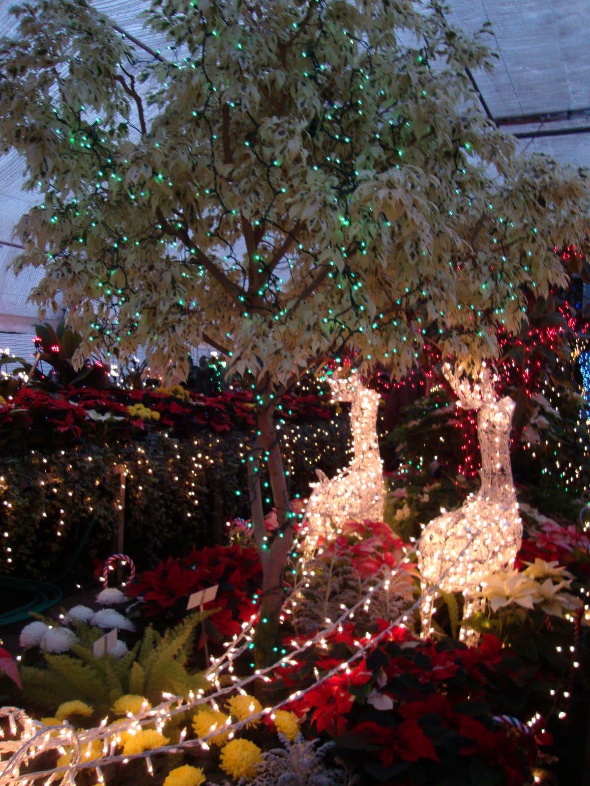 danger garden: Christmas in Spokane, WA…