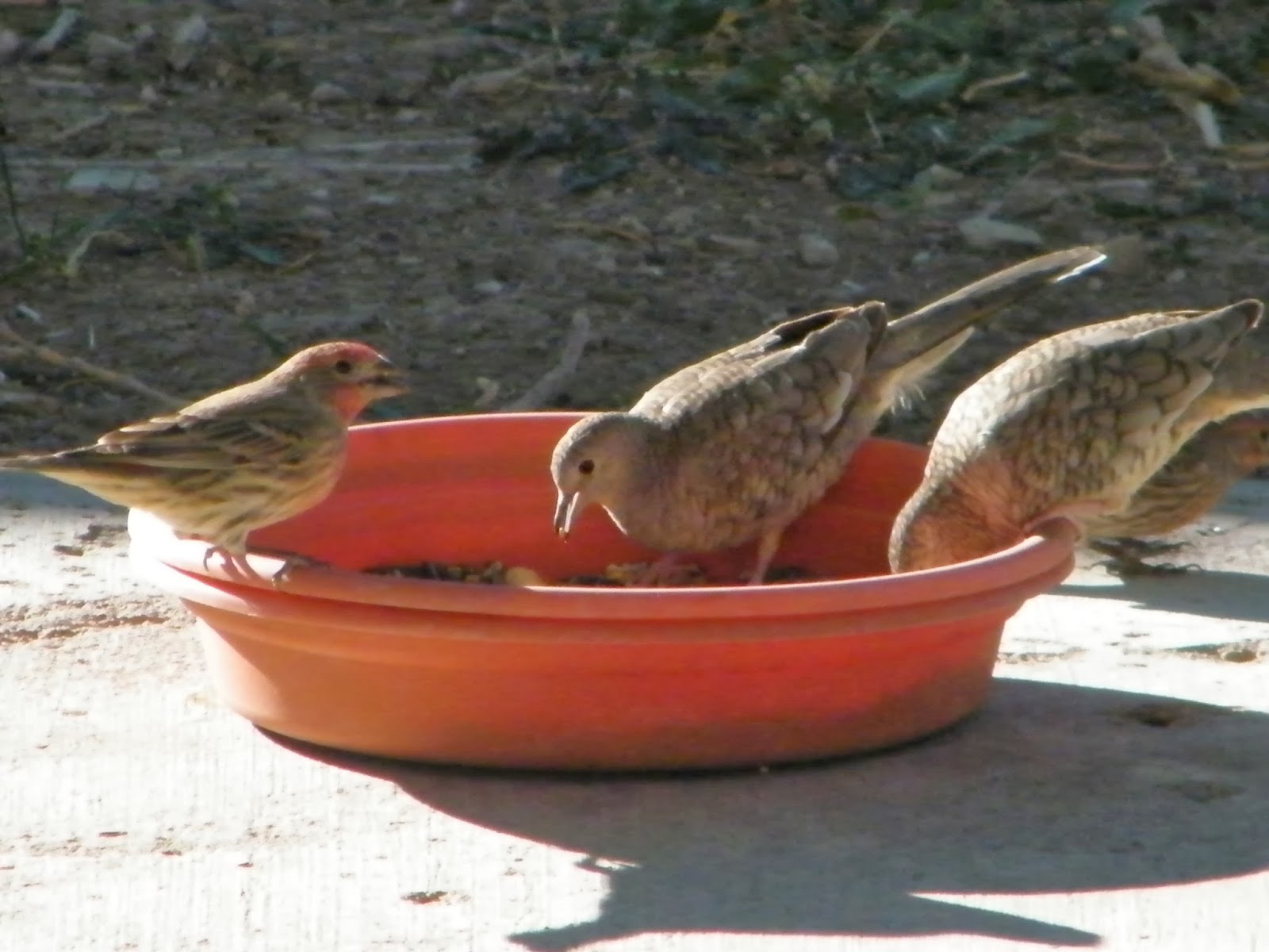 Toys and Stuff Las Vegas NV ,Birds on Patio