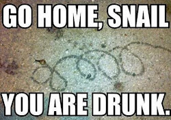Go Home Snail
