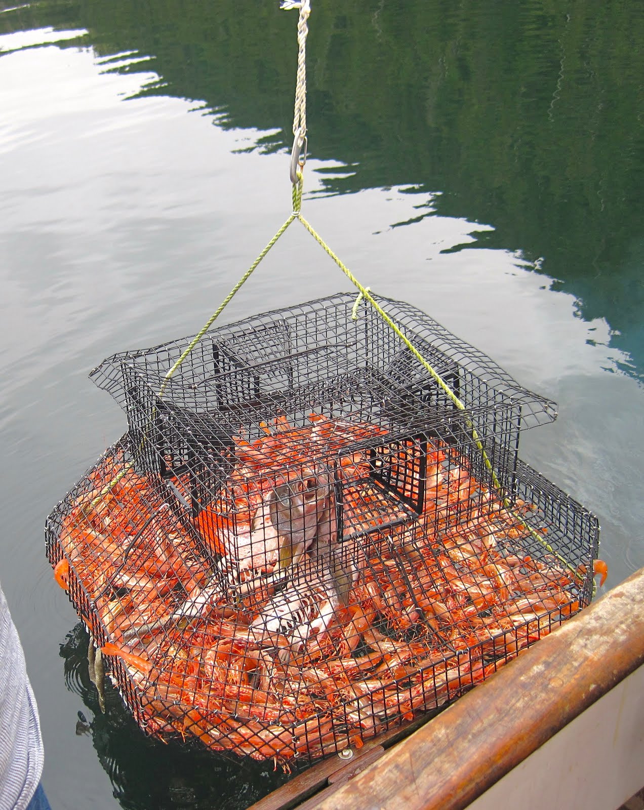 Featured image of post Steps to Prepare Best Shrimp Pots For Alaska