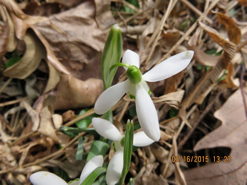My Virtual Maryland Garden Tetramerous snowdrop flowers