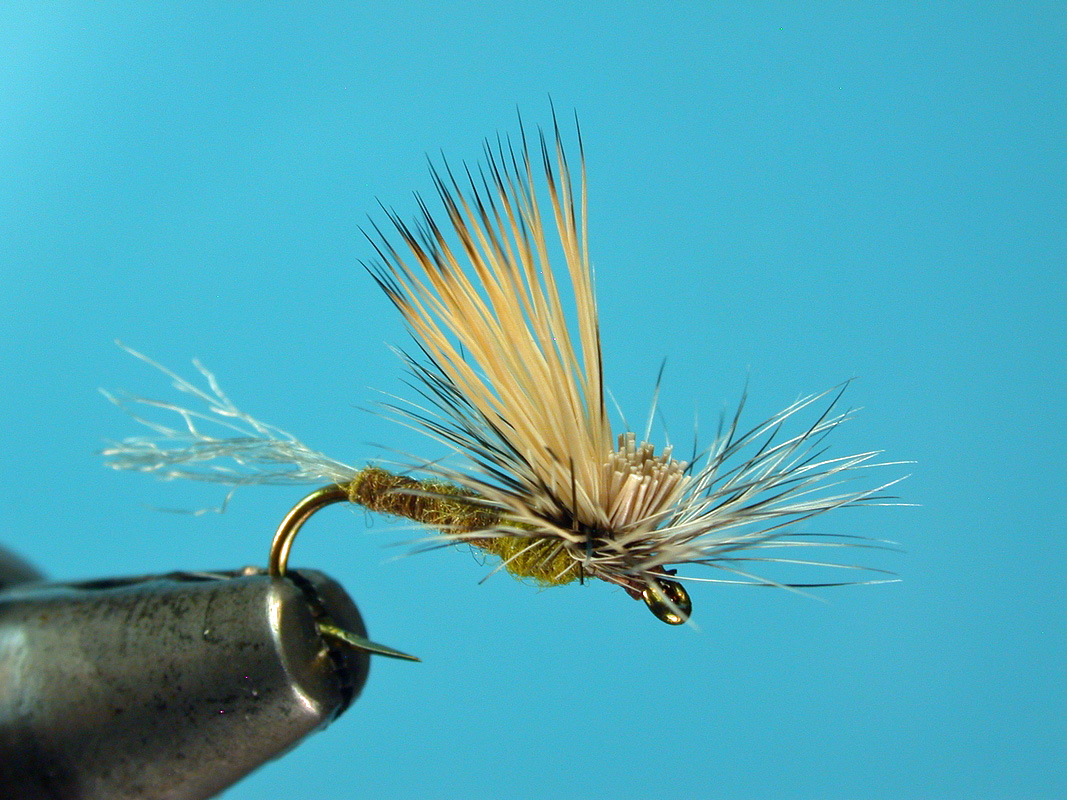 E/C Caddis