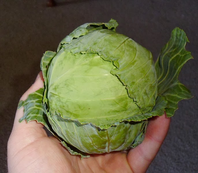 Early Golden Acre Cabbage Greens and Machines