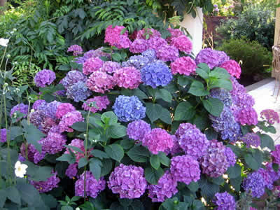 photos hydrangeas