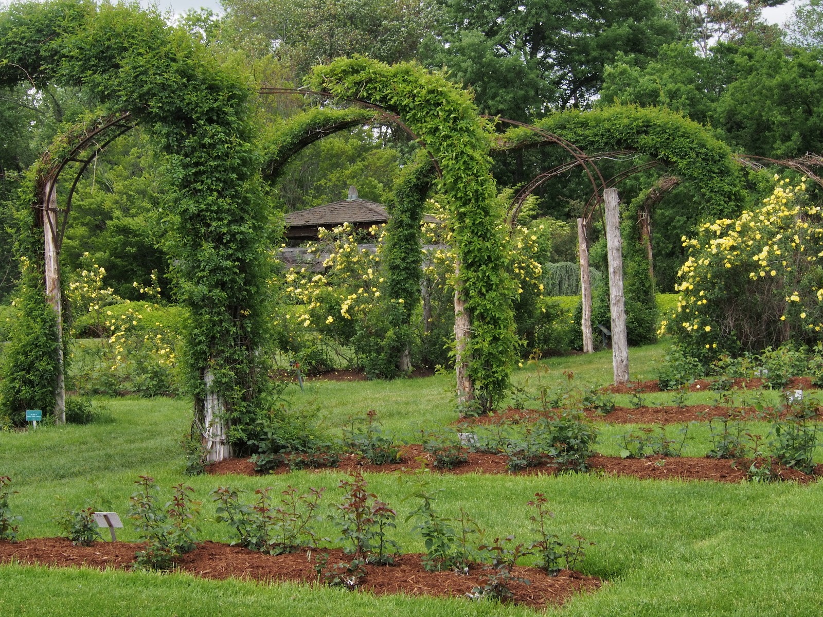 Just a Few Early Roses, #ElizabethPark #RoseGarden 2014 Just a Few Early Roses, #ElizabethPark #RoseGarden 2014