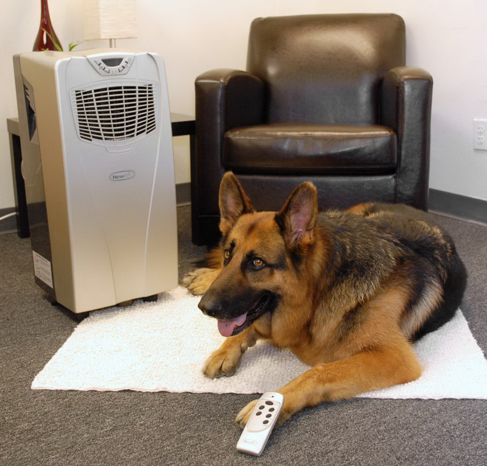 diario7archivos EL AIRE ACONDICIONADO AFECTA GRAVEMENTE A TUS MASCOTAS